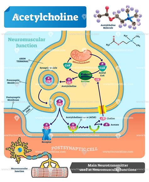 acetylcholine neurotransmitter